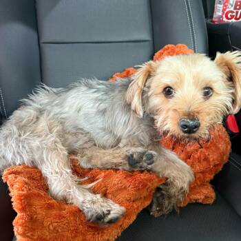 Astro -  Yorkshire Terrier Dog for Adoption in Las Vegas, Nevada - Astro | PetCurious