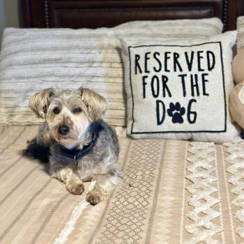 Yorkshire Terrier and Mixed Breed Dogs Available for Adoption - Frankie | PetCurious