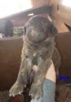 Mixed Breed Dogs Available for Adoption in West Chester, Pennsylvania - Wolf | PetCurious