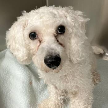 Woolsworth -  Miniature Poodle Dog for Adoption in Grand Rapids, Michigan - Woolsworth | PetCurious