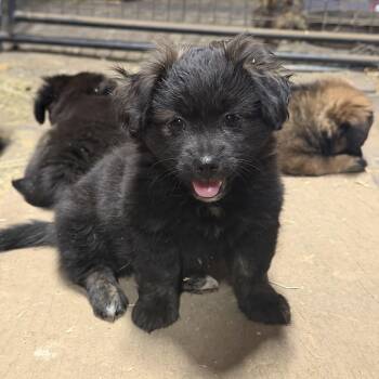 DENALI THE FLUFFIEST CUUDLE BUG -  Chihuahua Dog for Adoption in Woodland, California - DENALI THE FLUFFIEST CUUDLE BUG | PetCurious
