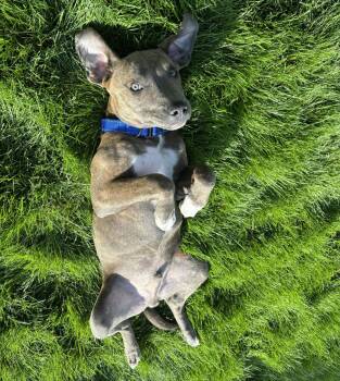 Rescue Pit Bull Terrier Dogs for Adoption in West Richland, Washington - Brownie | PetCurious