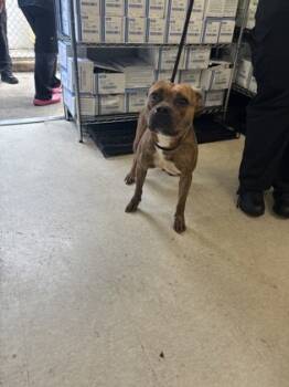 Rescue Mixed Breed Dogs for Adoption in West Chester, Pennsylvania - Teema | PetCurious