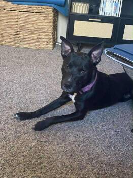 Rescue Mixed Breed Dogs for Adoption in Wantagh, New York - Cali | PetCurious