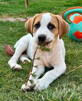 Teeny Chirichillo -  Great Pyrenees Dog for Adoption in Kiowa, Oklahoma - Teeny Chirichillo | PetCurious