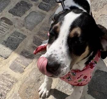 Hound Dogs Available for Adoption in Richmond, Virginia - Wilma | PetCurious