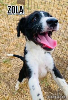 Zola -  Labrador Retriever Dog for Adoption in Milford, New Hampshire - Zola | PetCurious