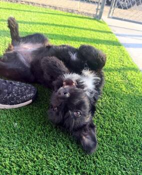 Mint -  Terrier Dog for Adoption in Rathdrum, Idaho - Mint | PetCurious