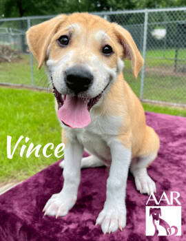 Rescue Labrador Retriever Dogs for Adoption in Magnolia, Texas - Vince | PetCurious