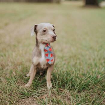 Wolfie -  Chihuahua and Rat Terrier Dog for Adoption in Humble, Texas - Wolfie | PetCurious