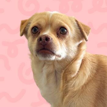 Rescue Chihuahua Dogs for Adoption in Reno, Nevada - Isabella | PetCurious