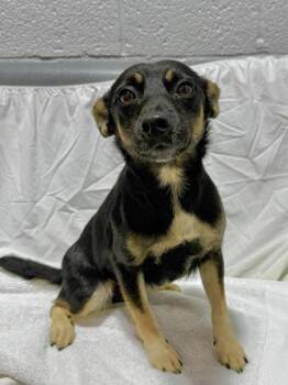 Crew -  Mixed Breed Dog for Adoption in West Chester, Pennsylvania - Crew | PetCurious