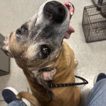 Honcho -  Boxer and Black Labrador Retriever Dog for Adoption in Chicago, Illinois - Honcho | PetCurious