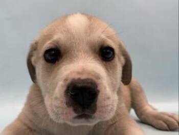 Duckie -  Fox Terrier and Mixed Breed Dog for Adoption in Golden Valley, Minnesota - Duckie | PetCurious