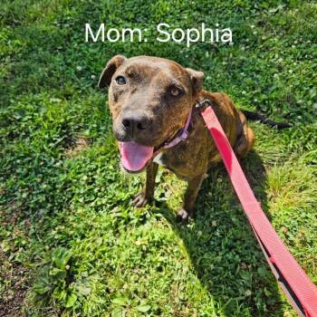 Rescue Mixed Breed Dogs for Adoption in East Peoria, Illinois - Sophia | PetCurious