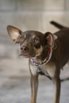 Sisi -  Chihuahua and Miniature Pinscher Dog for Adoption in Calgary, Alberta - Sisi | PetCurious