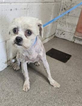 FARLEY -  Shih Tzu Dog for Adoption in San Bernardino, California - FARLEY | PetCurious