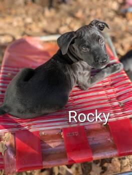 Rescue Mixed Breed Dogs for Adoption in Pembroke, Massachusetts - Rocky | PetCurious
