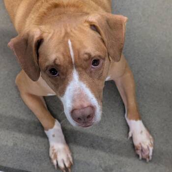 Mixed Breed Dogs Available for Adoption in Pittsburgh, Pennsylvania - Pigeon | PetCurious