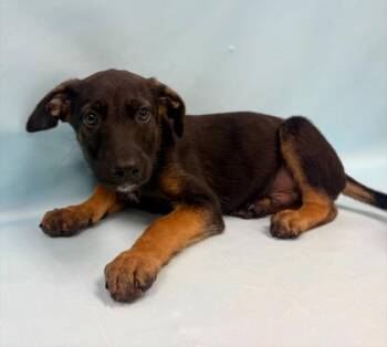 Jed -  German Shepherd Dog and Mixed Breed Dog for Adoption in Minneapolis, Minnesota - Jed | PetCurious