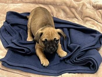 Beagle and Pug Dogs Available for Adoption in Tustin, California - BARNABY | PetCurious