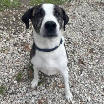 Plott Hound and Labrador Retriever Dogs Available for Adoption - Axel | PetCurious