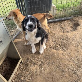 Australian Shepherd Dogs Available for Adoption in Zimmerman, Minnesota - Norbert | PetCurious