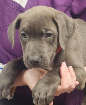 English Bulldog and American Staffordshire Terrier Dogs Available for Adoption in Oakland Park, Florida - Max | PetCurious