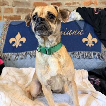 Judge Judy (Benefactor Dog) -  Pug and Beagle Dog for Adoption in New Orleans, Louisiana - Judge Judy (Benefactor Dog) | PetCurious