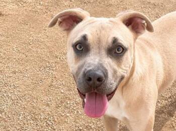 Archie -  Mixed Breed Dog for Adoption in Georgetown, Texas - Archie | PetCurious