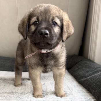 Great Pyrenees and Mixed Breed Dogs Available for Adoption in Parker, Colorado - 520 (2026) Zuko | PetCurious