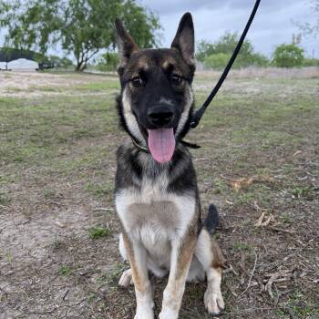 German Shepherd Dog Dogs Available for Adoption in Harlingen, Texas - Maple | PetCurious