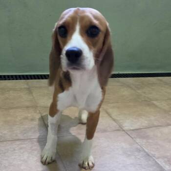Pocket 3970 -  Beagle Dog for Adoption in Loxahatchee Groves, Florida - Pocket 3970 | PetCurious