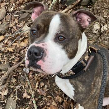 American Bully Dogs Available for Adoption - Robot | PetCurious