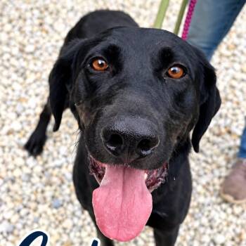 Carter -  Labrador Retriever Dog for Adoption in Jackson Township, New Jersey - Carter | PetCurious