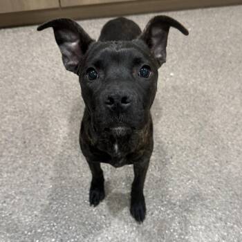Mixed Breed Dogs Available for Adoption in Sault Ste. Marie, Michigan - Quincy  | PetCurious