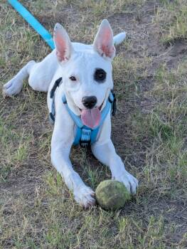 Rally -  Bull Terrier Dog for Adoption in Pflugerville, Texas - Rally | PetCurious