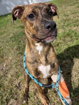 Rescue Pit Bull Terrier and Mixed Breed Dogs for Adoption in Savannah, Georgia - Mandie | PetCurious