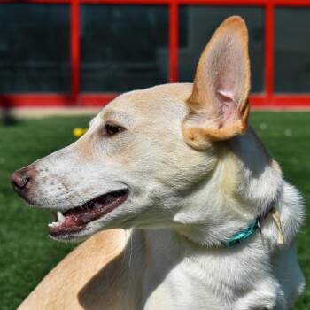 Bean -  Australian Shepherd and Mixed Breed Dog for Adoption in Evansville, Indiana - Bean | PetCurious