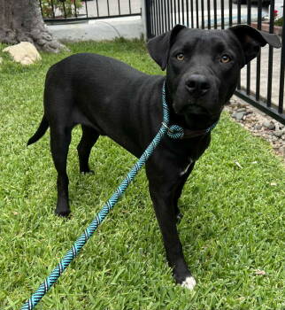 Rescue Pit Bull Terrier and Labrador Retriever Dogs for Adoption in Bothell, Washington - Huck | PetCurious
