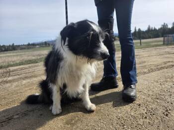 Mixed Breed Dogs Available for Adoption in Mccall, Idaho - Zip | PetCurious