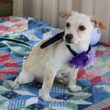 Daisey Mae -  Chihuahua and Dachshund Dog for Adoption in Bandera, Texas - Daisey Mae | PetCurious