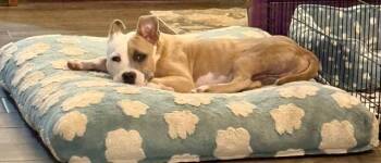 Lionel -  Pit Bull Terrier and American Staffordshire Terrier Dog for Adoption in Tifton, Georgia - Lionel | PetCurious