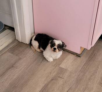 Shih Tzu Dogs Available for Adoption in Pataskala, Ohio - Ziva-ARR | PetCurious