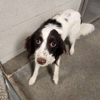 LILLY -  English Springer Spaniel Dog for Adoption - LILLY | PetCurious
