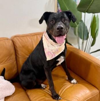 Willow Gentle Family Girl and Ready Bestie -  Rottweiler and Black Labrador Retriever Dog for Adoption in Friendswood, Texas - Willow Gentle Family Girl And Ready Bestie | PetCurious