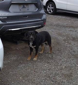 Rottweiler and Mixed Breed Dogs Available for Adoption in Charlotte, North Carolina - SPOT | PetCurious