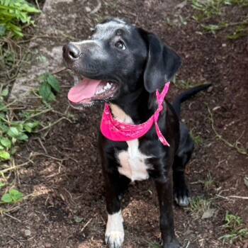 Molly -  Labrador Retriever Dog for Adoption in Sherwood, Oregon - Molly | PetCurious