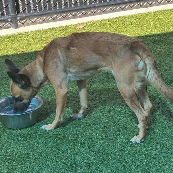 Leah -  Feist and Mixed Breed Dog for Adoption in Greensboro, North Carolina - Leah | PetCurious