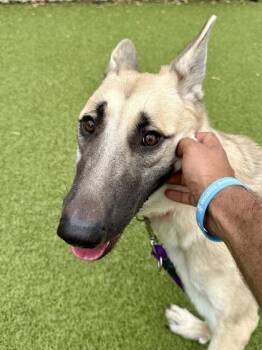 Athena -  Mixed Breed Dog Available for Adoption in Wichita, Kansas - Athena | PetCurious